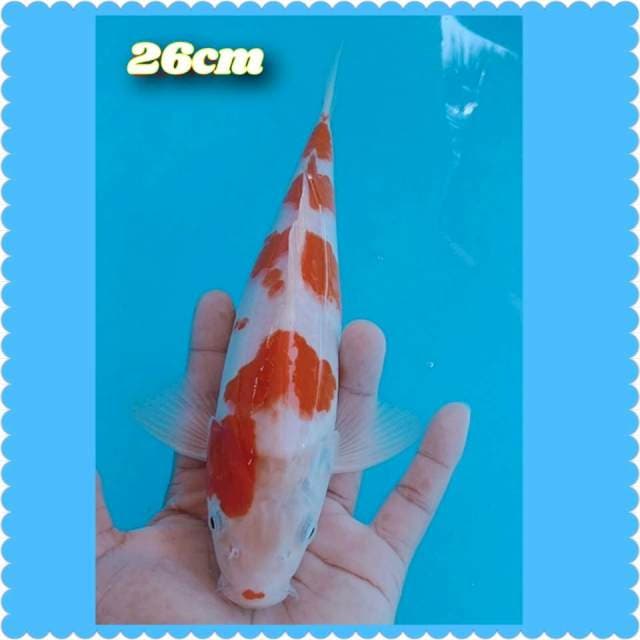 Kohaku 26cm