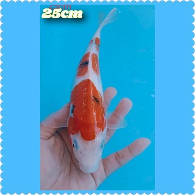 Sanke 3step 25cm