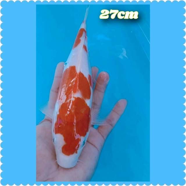 Kohaku 27cm