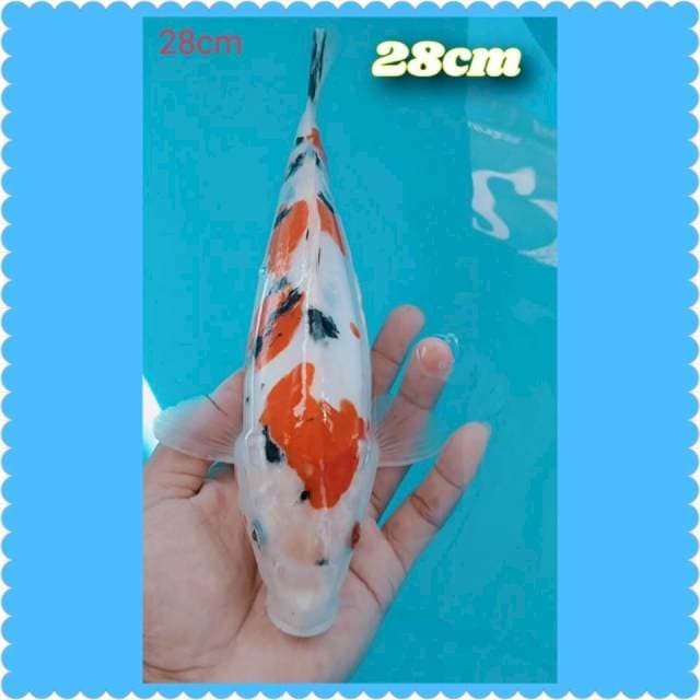 SANKE 28cm