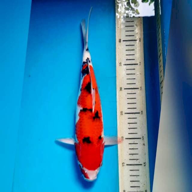 Sanke, 32cm male
