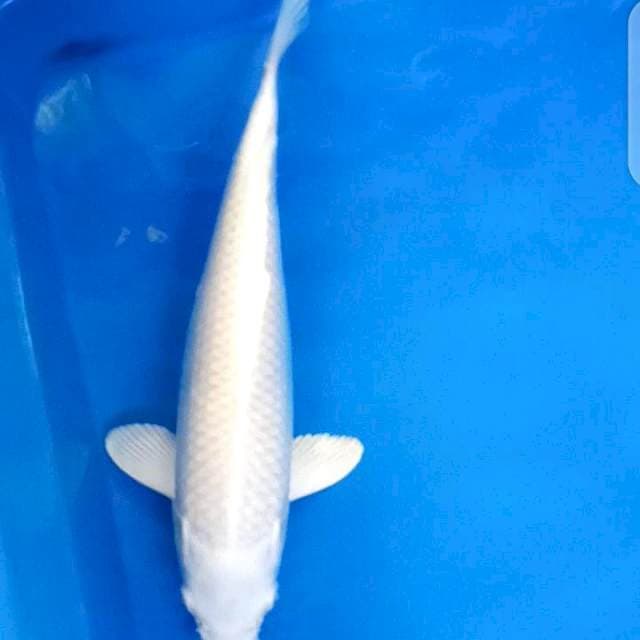 Platinum Strong Penjinak Kolam