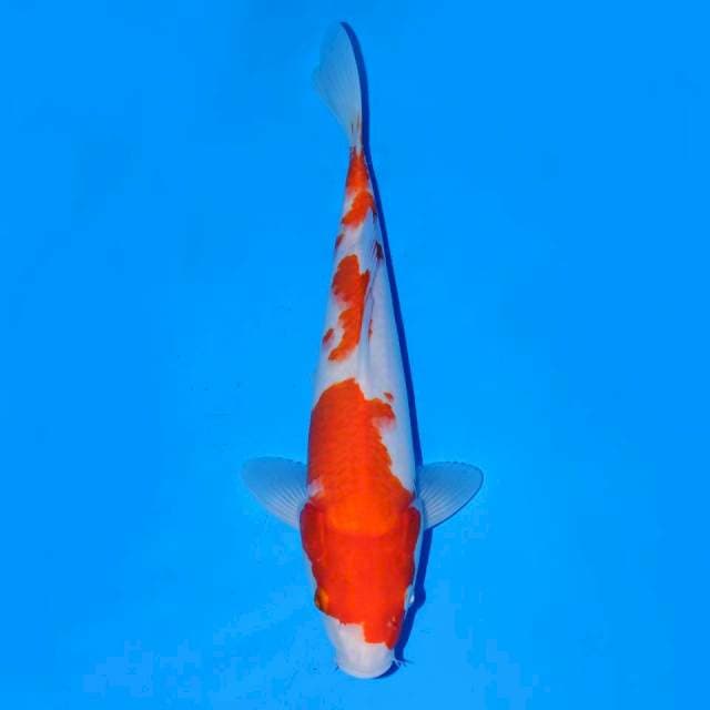 Kohaku