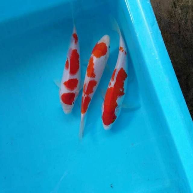 Mix kohaku 3 ekr