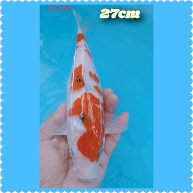Sanke 27cm