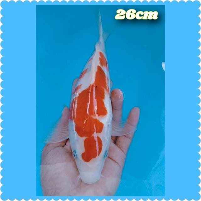 Kohaku bodi bahenal 26cm