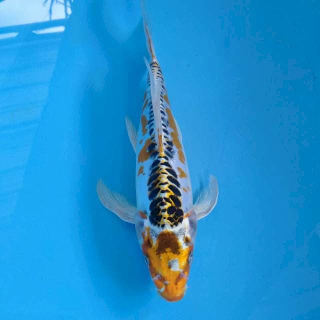 Kumpay kojaku doidsu 26cm