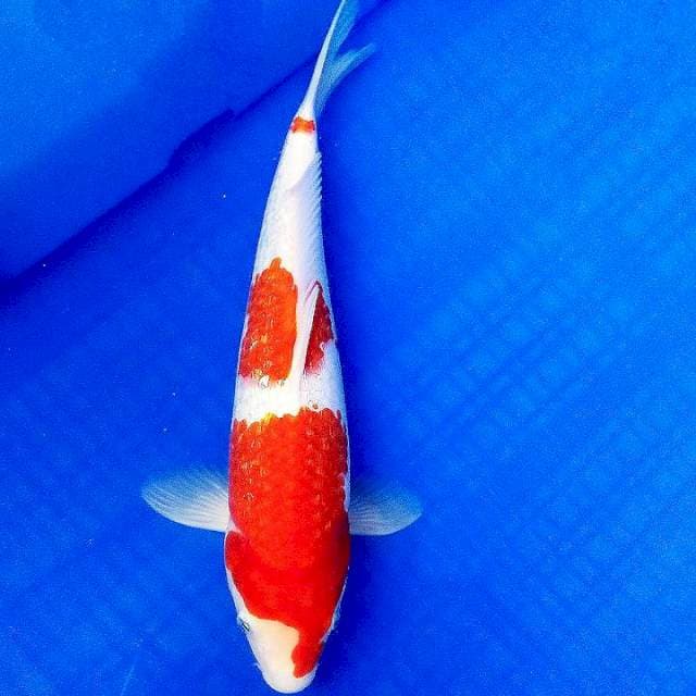 Kohaku ginrin 29cm