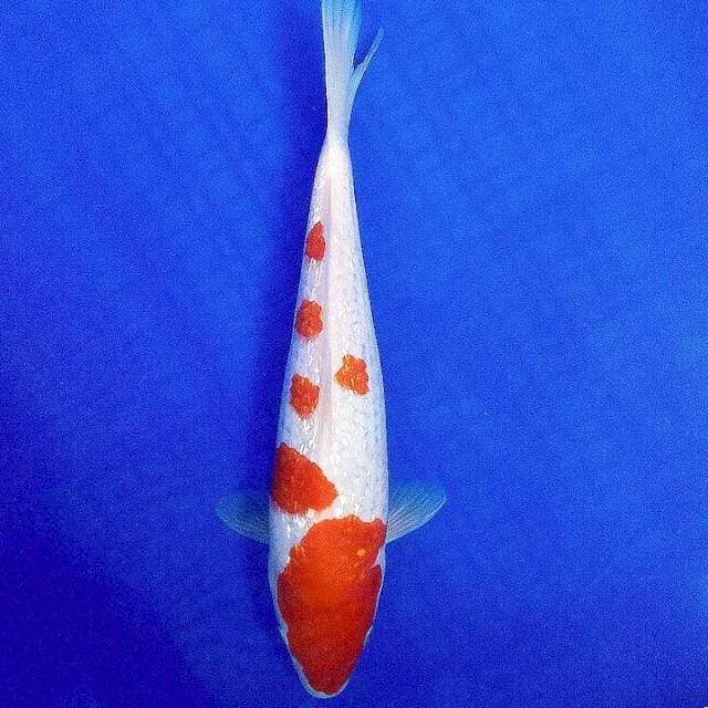 Kohaku ginrin 28cm