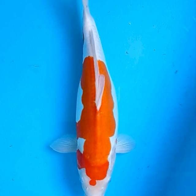Kohaku Doitsu 38cm