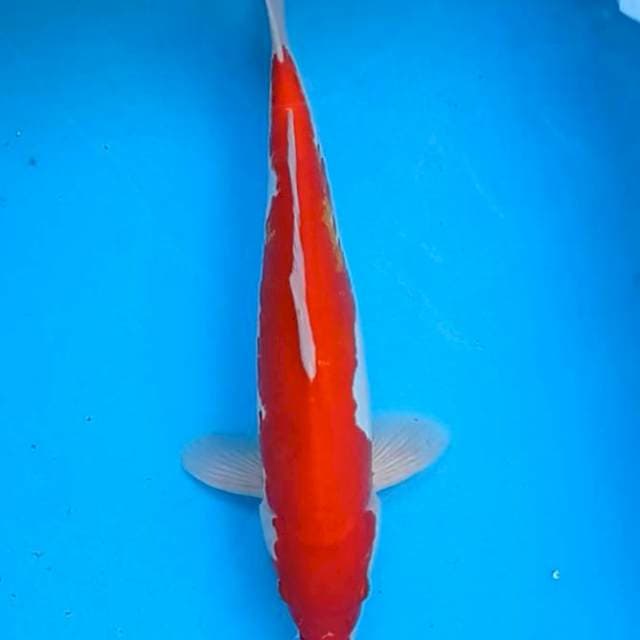 Cabe merah besar 36cm