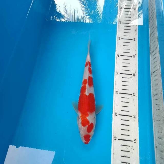 Kohaku strong original