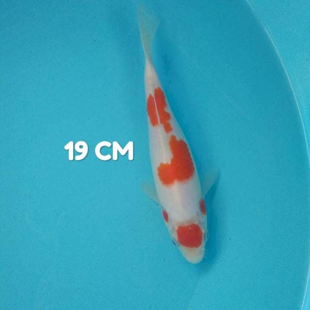 Thancho maruten HQ 19 cm
