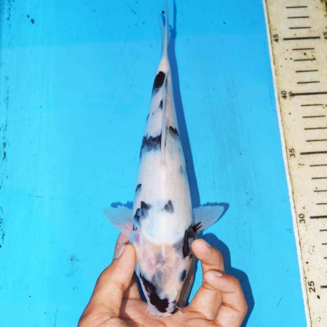24CM SHIRO TATEGOI PROSPECT