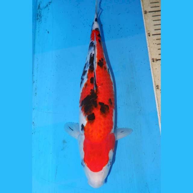 33cm SANKE SAKURA
