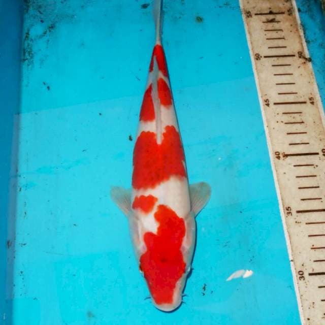 27cm BAGUS