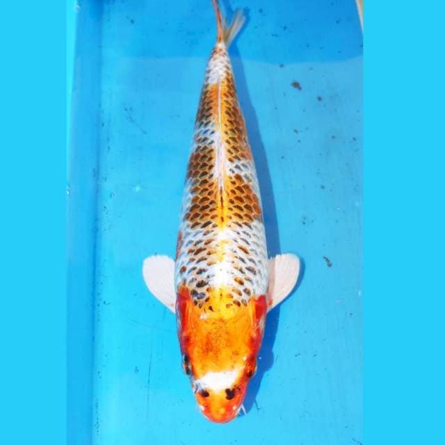 30CM KUJAKU SOLID