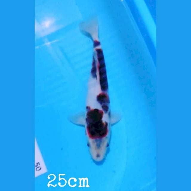 Goromo