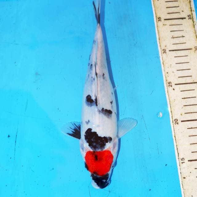 TATEGOI TANCHO SHOWA PROSPECT • 27cm