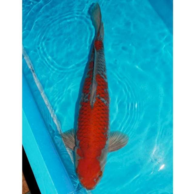 Ochiba shigure SQ jumbo dikolam ga item