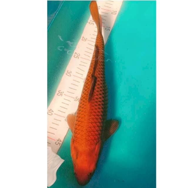Tembaga Jantan 40cm