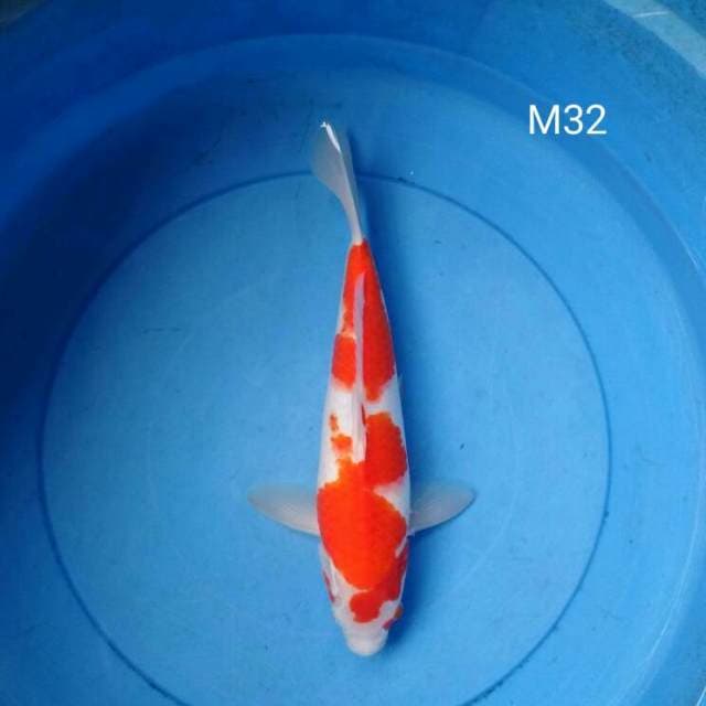 Kohaku Good Pattern