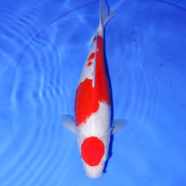33cm ORI KOHAKU