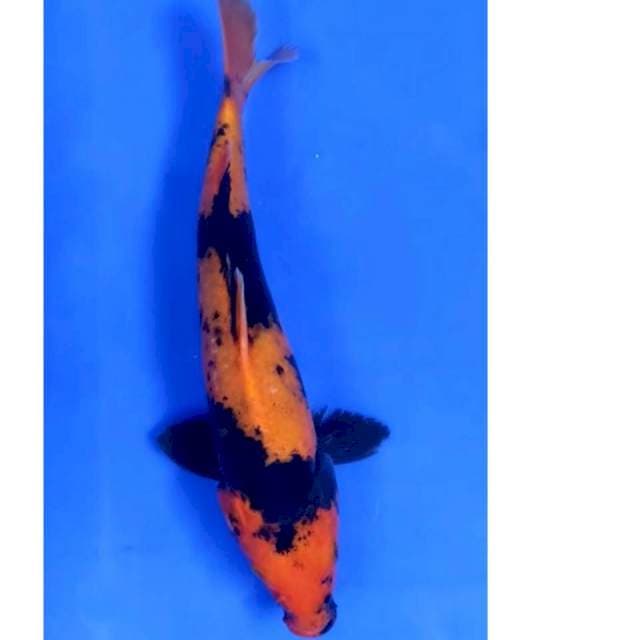 28 cm # utsuri