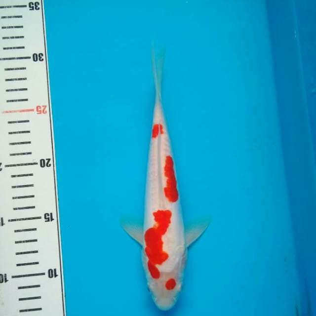 Kohaku Doitsu