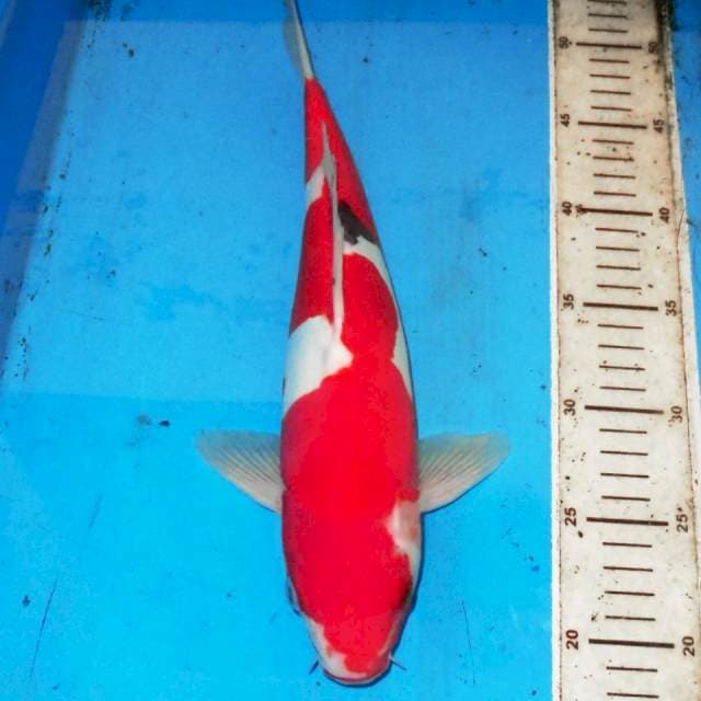 35cm ORI INAZUMA DOITSU