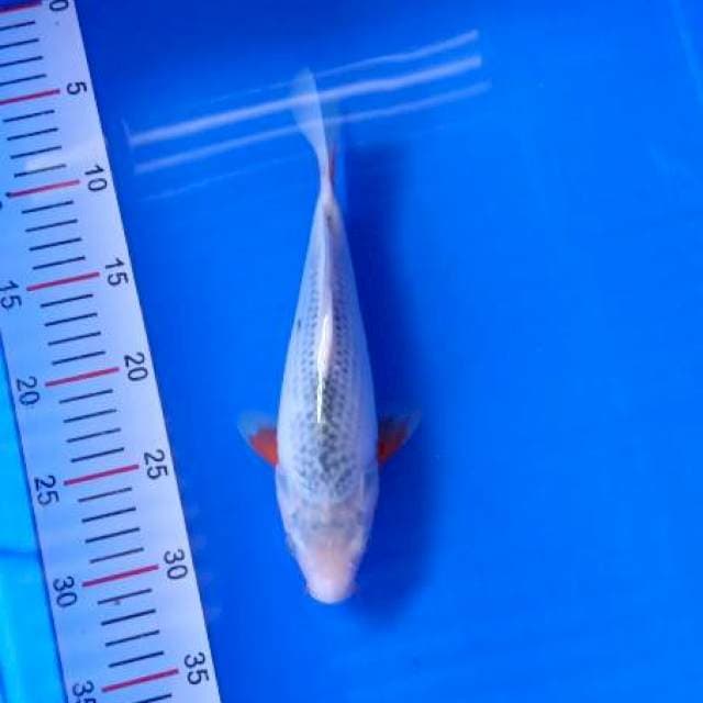 Asagi 25cm