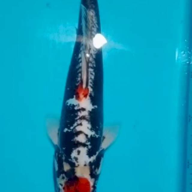 Tc kumon 33 male