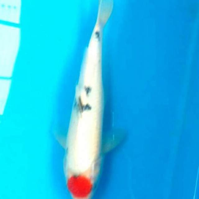 Si indah 5 tancho sanke 34cm