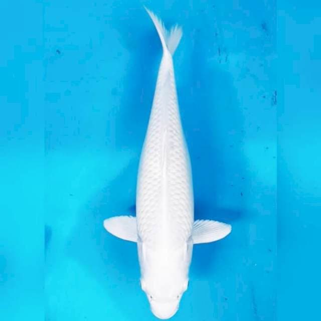 WHITE SNOW PLATINUM 33 CM