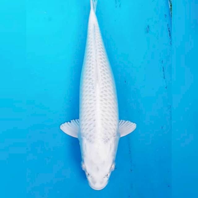 OGON WHITE JUMBO 38 CM
