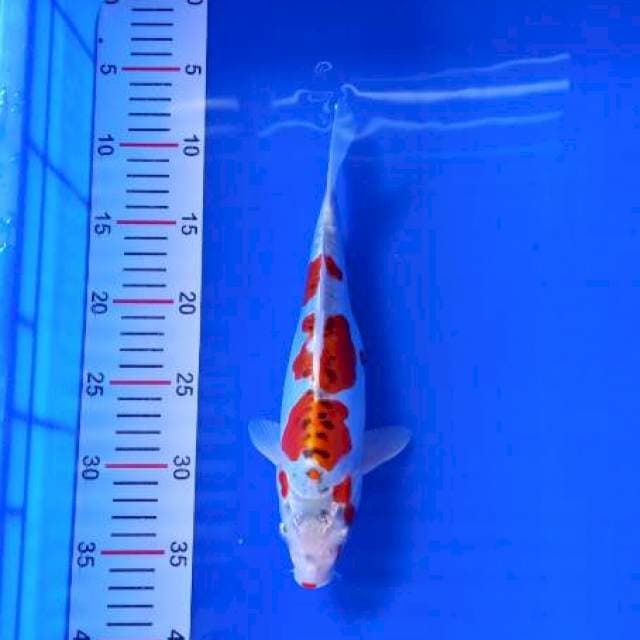 Kojaku doit 27cm