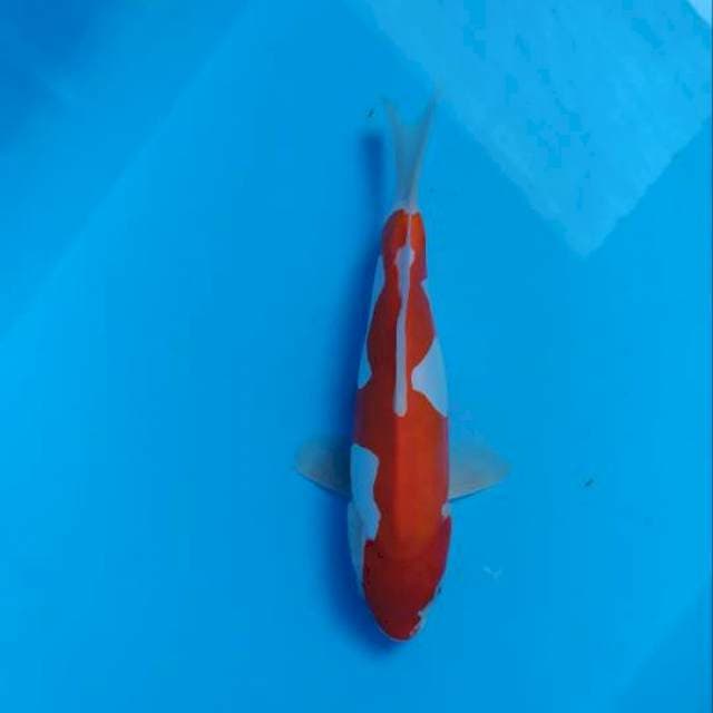 pure doitsu murni 26 cm.
