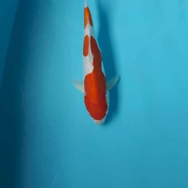 Kohaku doit murni 30cm