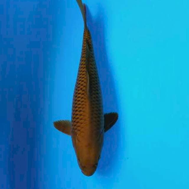 Cagoi 36cm
