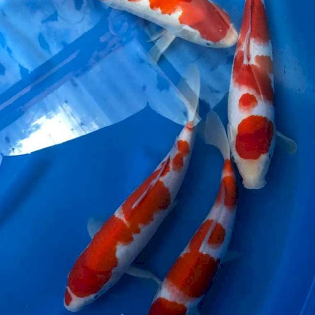 PAKET KOHAKU 4 EKOR