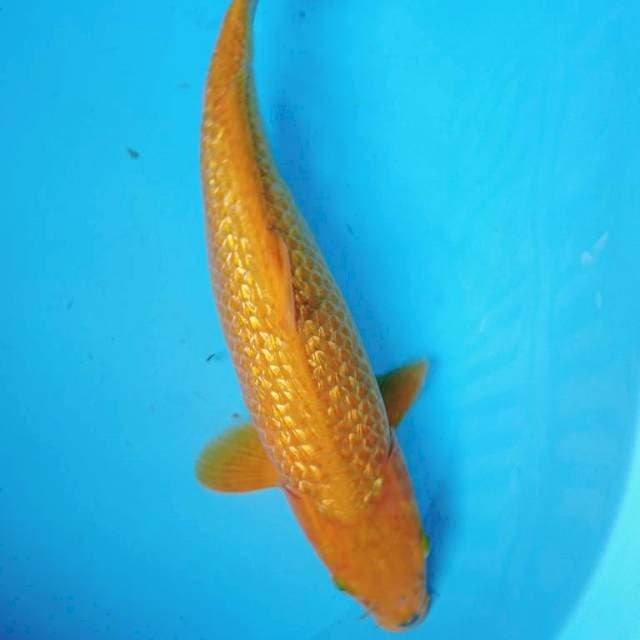 GiNRIN KARASI 41 cm