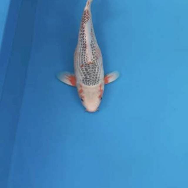 Asagi 35bu