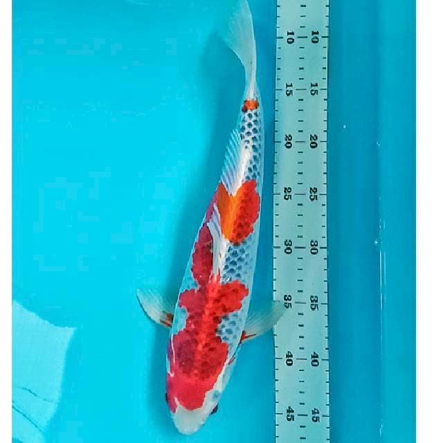 Goshiki Strong 38cm Jantan