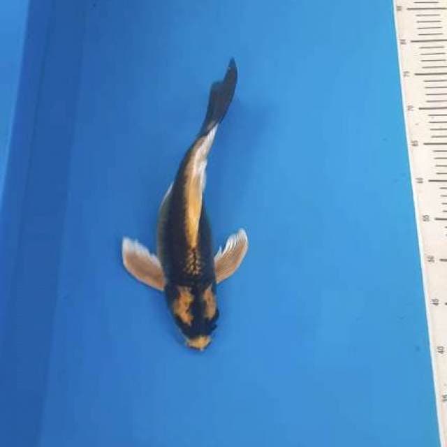 Kumpay kabuto 35bu