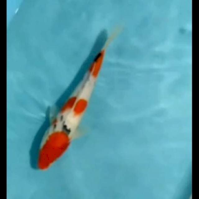 sanke 31cm Jantan