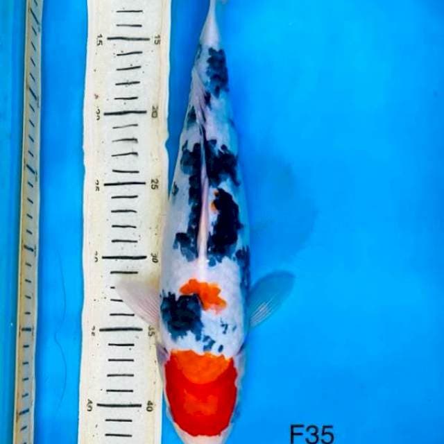 Tc sanke, F35cm