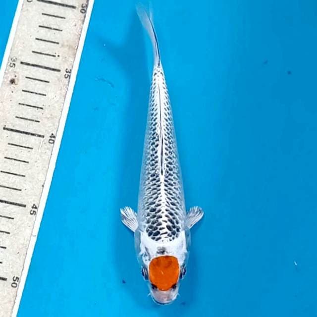 Tancho kujaku, 20 cm