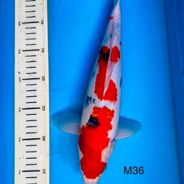 Hot sanke, M36cm