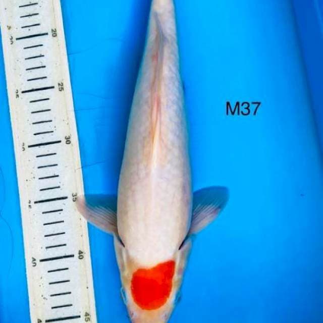 Ori tancho, M37cm