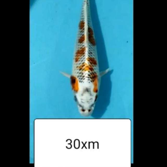 KUJAKU 30CM